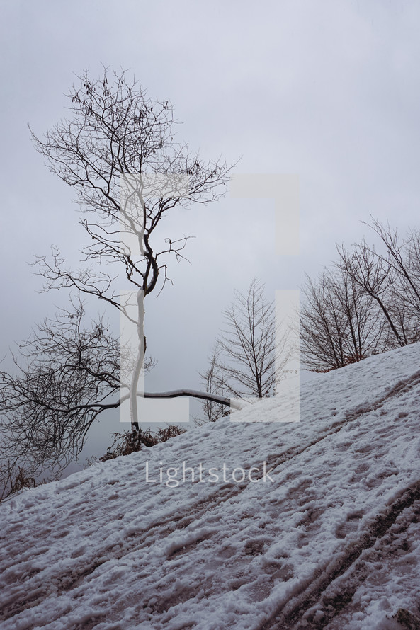 snow on the trees in winter season
