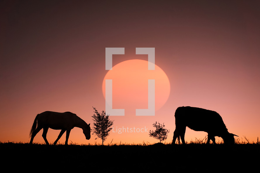 horse grazing in the meadow and sunset background in summertime