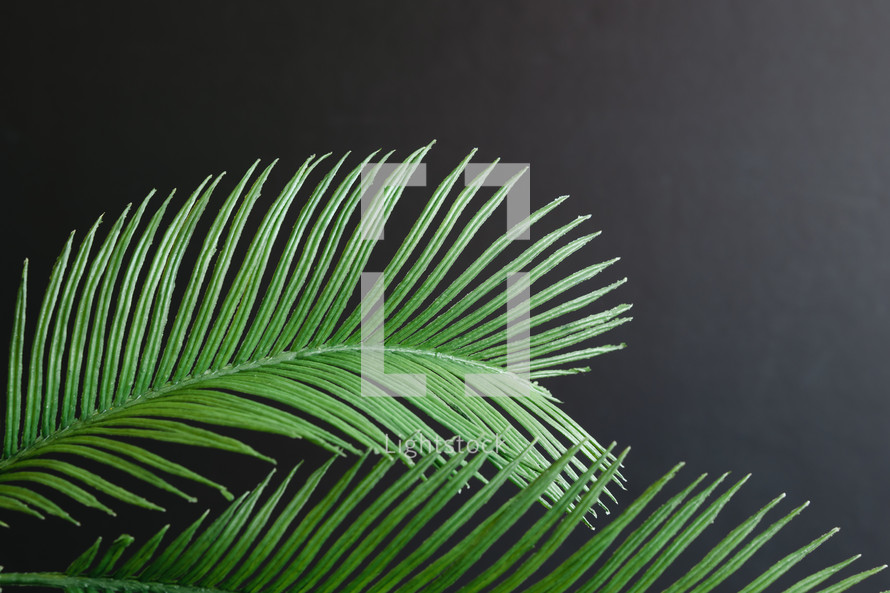 palm fronds on a black background 