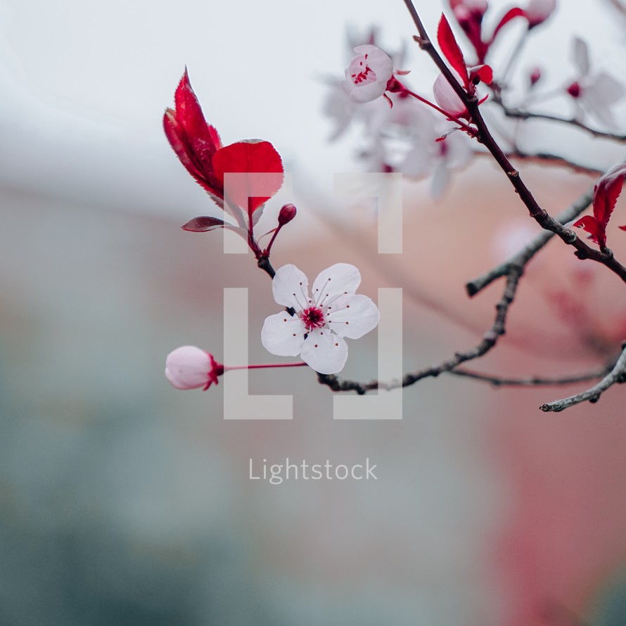  cherry blossom in the nature in springtime, sakura flower