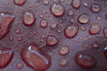 raindrops on the red autumn leaves in rainy days