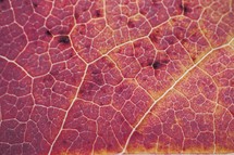 red maple leaf veins in autumn season