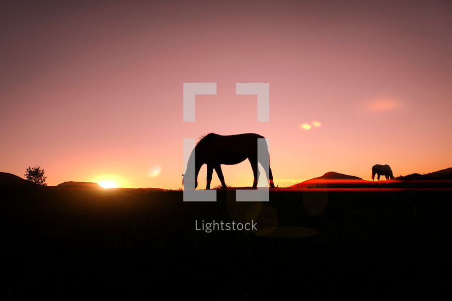 horse grazing in the meadow and sunset background in summertime