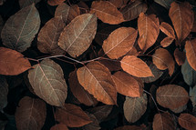 brown  japanese knotweed plant leaves, brown background