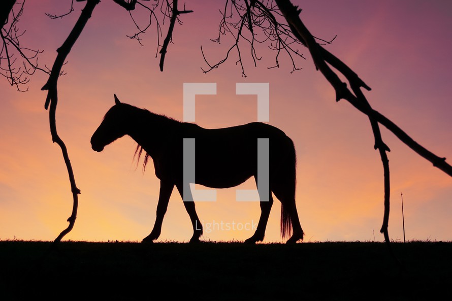 horse shadow silhouette in the countryside and sunset background