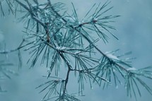 snow on the pine tree leaves in wintertime