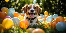 Adorable Beagle dog playing with colorful balloons in the garden.