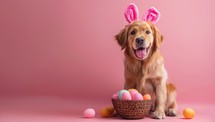 Cute Golden Retriever with Easter eggs on a pink background