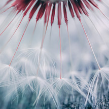 beautiful dandelion flower seed in springtime, abstract background