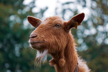 brown goat portrait in the meadow