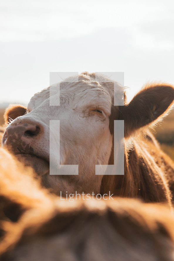 Cows in a field, close-up photo of cattle, livestock, beautiful farm animals