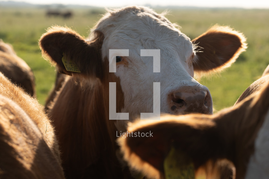 Cows in a field, close-up photo of cattle, livestock, beautiful farm animals