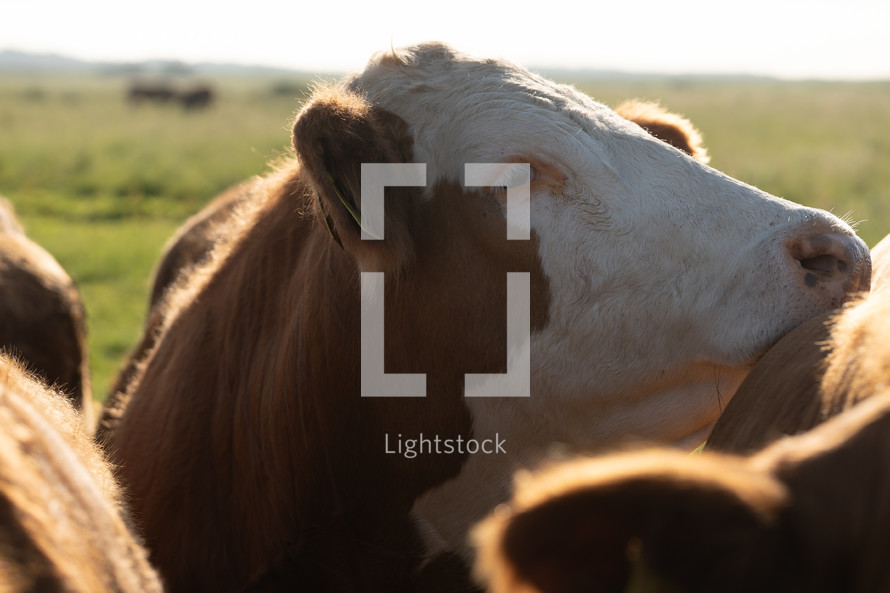 Cows in a field, close-up photo of cattle, livestock, beautiful farm animals