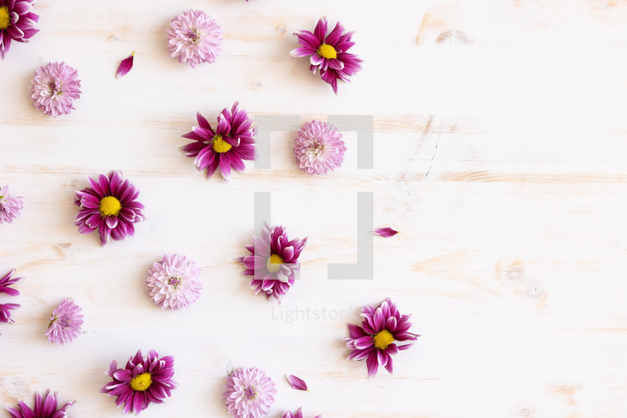 Pink daisies on a white wood background
