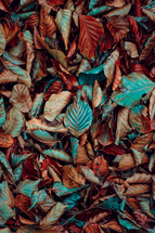 brown multicolored dry leaves on the ground, autumn leaves