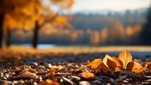 Autumn leaves on the ground in the park. Beautiful autumn landscape.