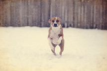 dog running in the snow 