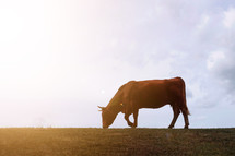 cow silhouette in the countryside