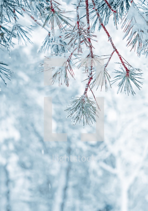 snow on the pine leaves in wintertime