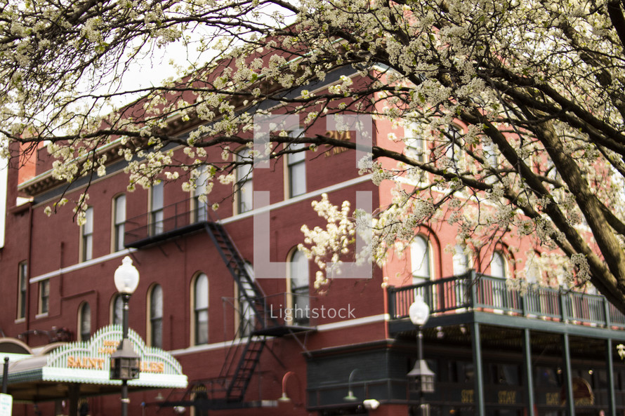 brick building and spring flowers on a tree 