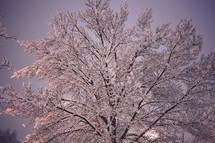 snow on a tree 