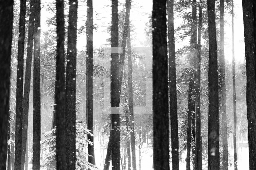 black and white photo of snow through forest trees