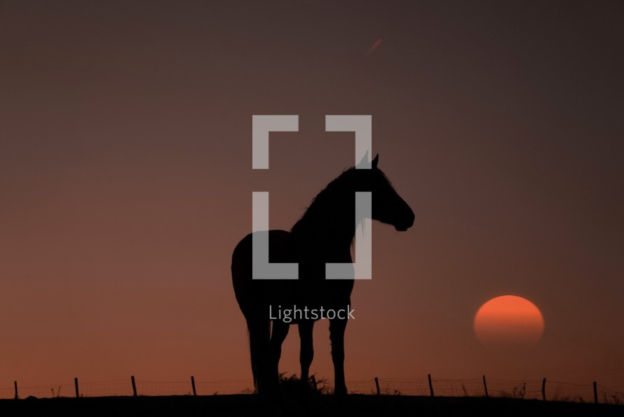 horse silhouette grazing in the meadow and sunset background