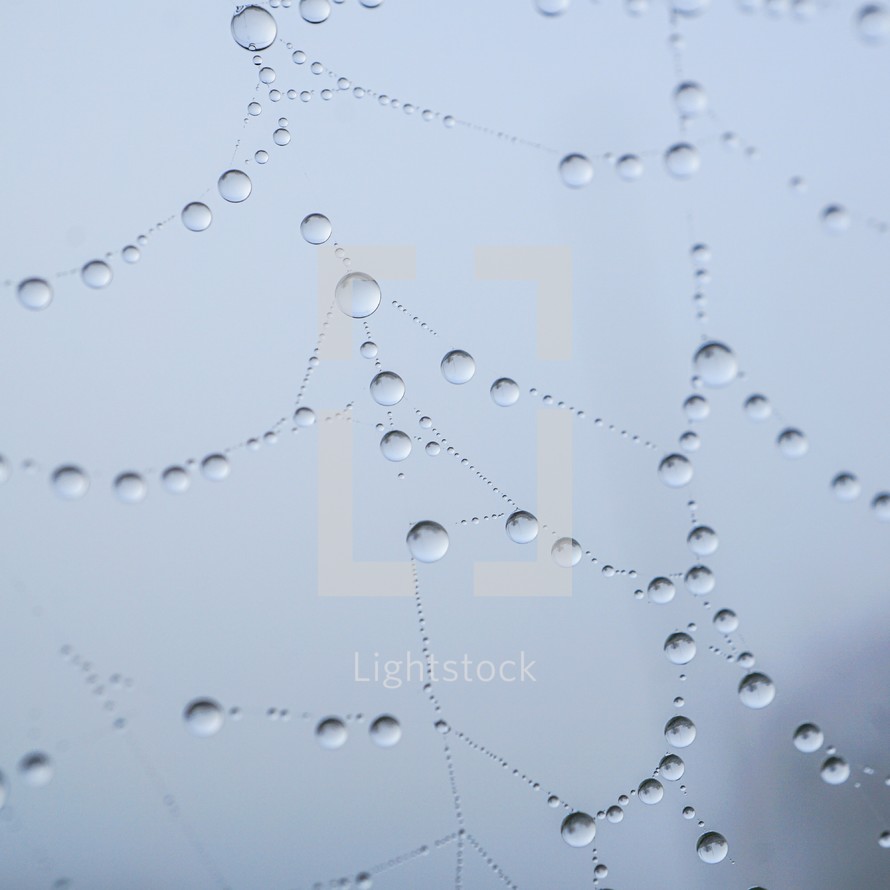 raindrops on the spider web in rainy days