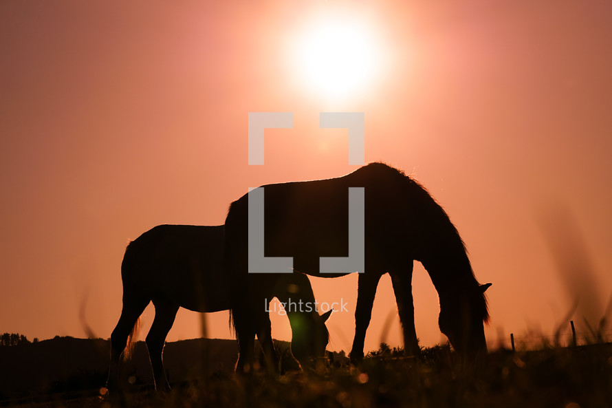 horse silhouette grazing and beautiful sunset background in summertime