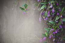 a cheerful wall with cascading vines and flowers