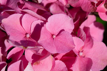 Detail of pink Hydrangea flowers, Hydrangea macrophylla.