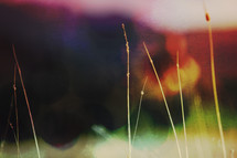 photo of long grass layered and textured with light and color to create background