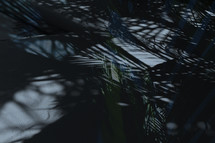 layered and toned various shadows of palm branches