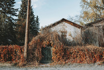 vines covering a gate in autumn 