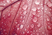 raindrops on the red tree leaf in autumn season