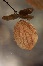 brown tree leaves in autumn season, brown background