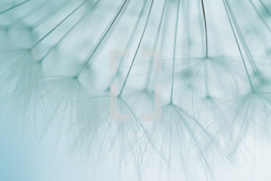 beautiful dandelion flower seed, abstract background