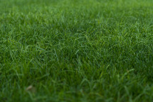 morning dew on a green lawn 