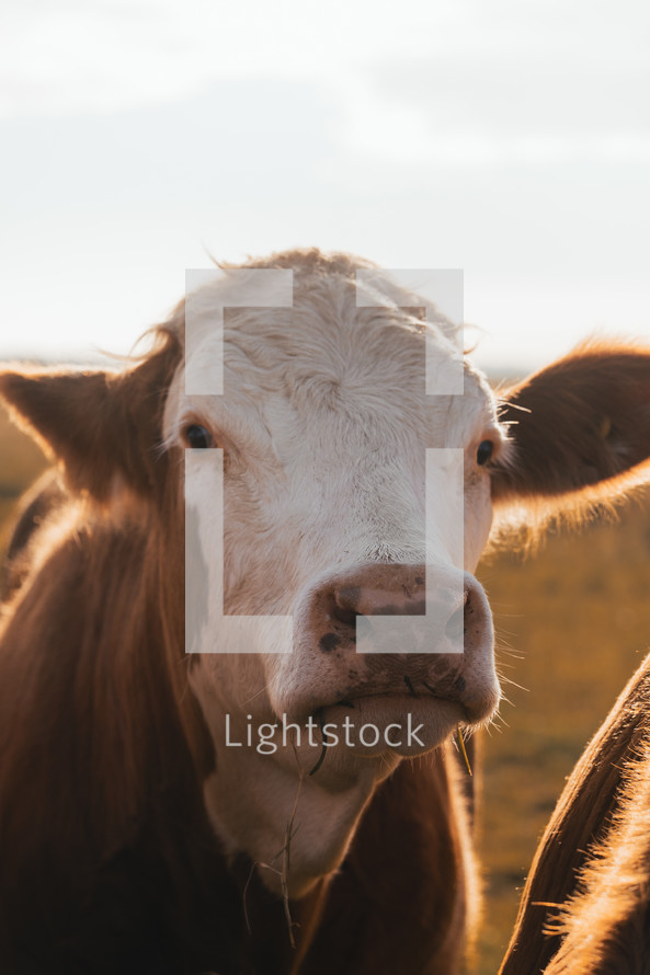 Cows in a field, close-up photo of cattle, livestock, beautiful farm animals