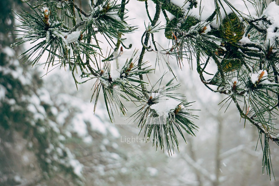 snow on the pine tree leaves in wintertime, christmas