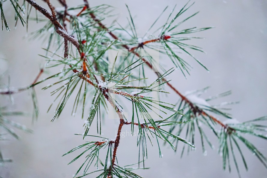 snow on the pine tree leaves in wintertime, christmas