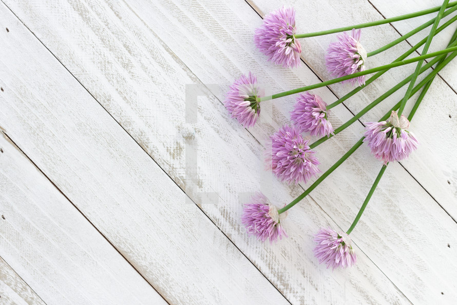 pink chive flowers on a white wood background 