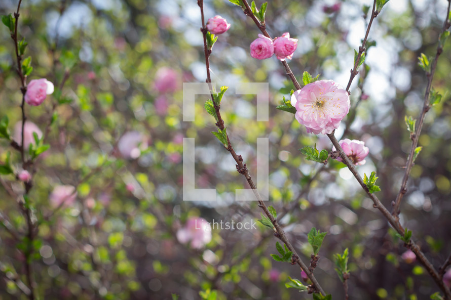 pink spring blossoms on branches 