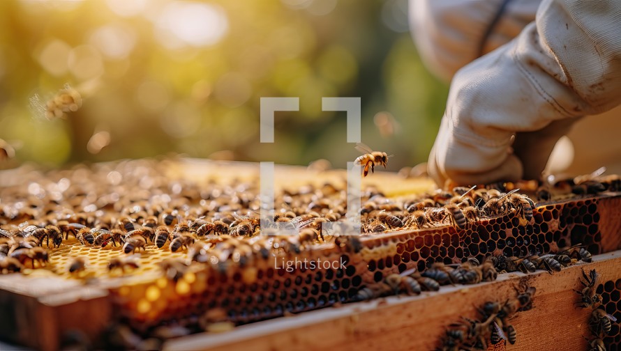 Beekeeper inspecting honeycomb filled with bees