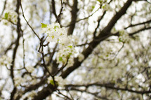 white spring blossoms on a tree