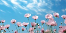  Blooming Pink Cosmos Flowers Under a Clear Blue Sky