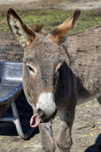 silly donkey sticking it's tongue out 