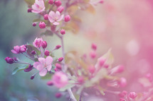 a toned photo of spring blossoms on tree