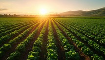Rows of lettuce plants in a field with the sun in the background