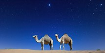 Camels in the desert under the starry sky. 